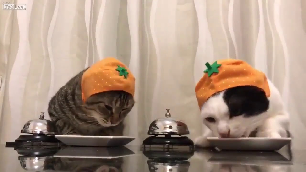Cats ring bell for food YouTube