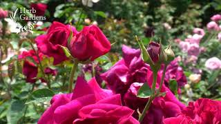 vanilla 様　ハーブガーデン3本セット mbm-1410_4.jpg