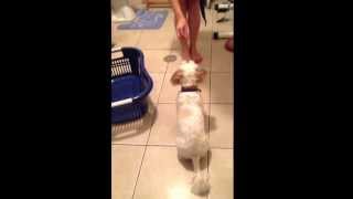 Learning tricks - Snoopy 2013