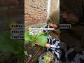 Menanam Ketenangan #berkebundirumah #garden #petiksayur #gardening #sayuran #caramerawattanaman