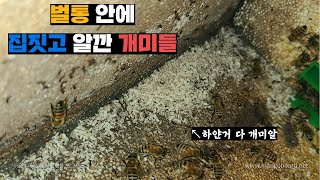 벌통안에 침투해서 살림 차리고 꿀부터 벌까지 쳐드시는 개미들 처리 해줍시다. (eng)