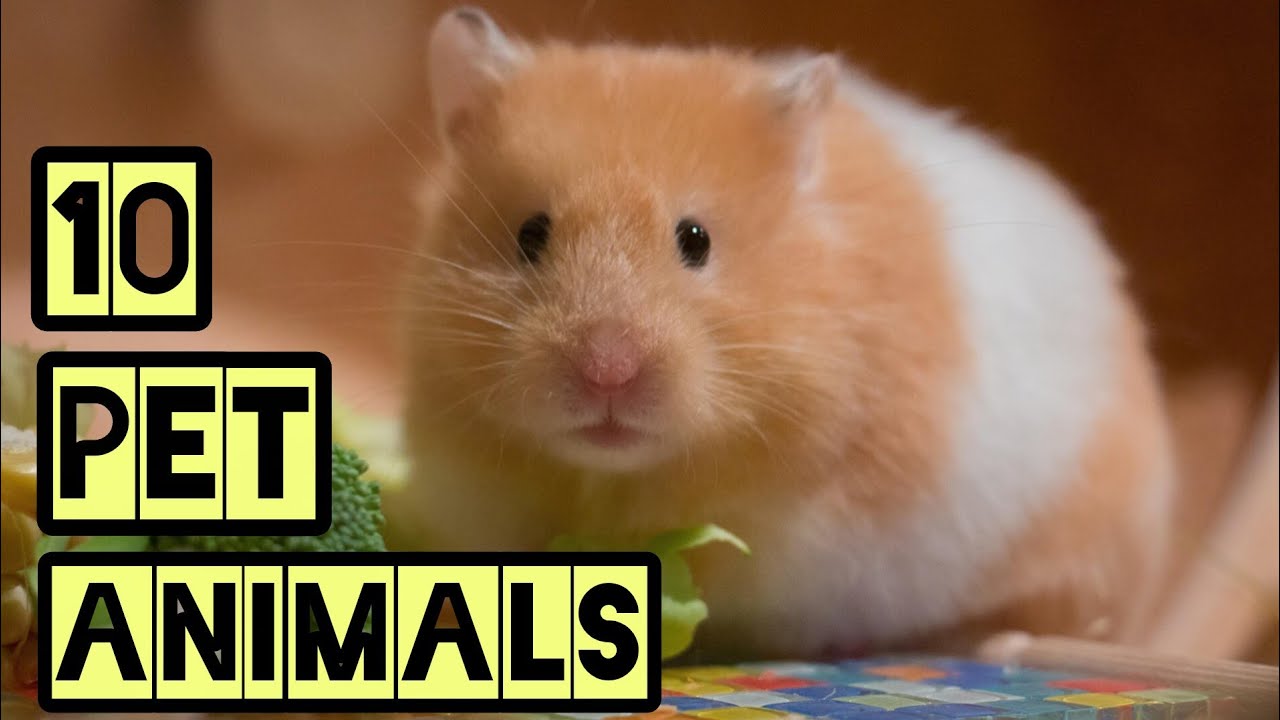 Learn 10 Pet Animals Names | Kids Educational Video