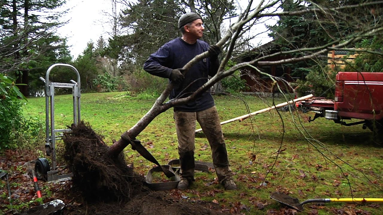 Treestory #3 - Bernie O'Brien: Tree Rescuer - YouTube