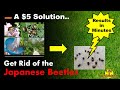Get Rid of Japanese Beetles - $5 Simple Solution - Learn How to Apply - Results in Minutes