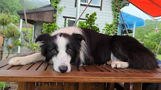 귀촌일상 | 시골의 5월풍경 | 계곡여행 |  시골강아지 #bordercollie