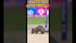 Squirrel inters disturb match #shorts #shortsviral #youtube #rohitsharma #india #cricket #squirrel