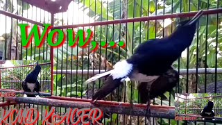 TARUNG NGOTOT FULL EMOSI || panggilan Kacer gacor Ngotot Full Ngobra