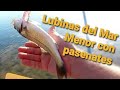 ➡️Pesca Spinning:⬅️ Lubinas del Mar Menor con paseantes.🎣