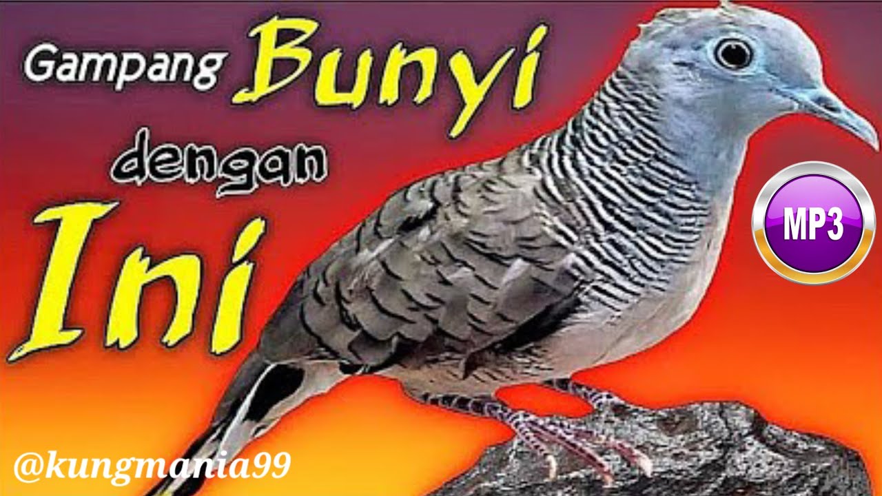 Perkutut lokal GACOR bikin emosi lawan 100% nyaut | perkutut, suara perkutut