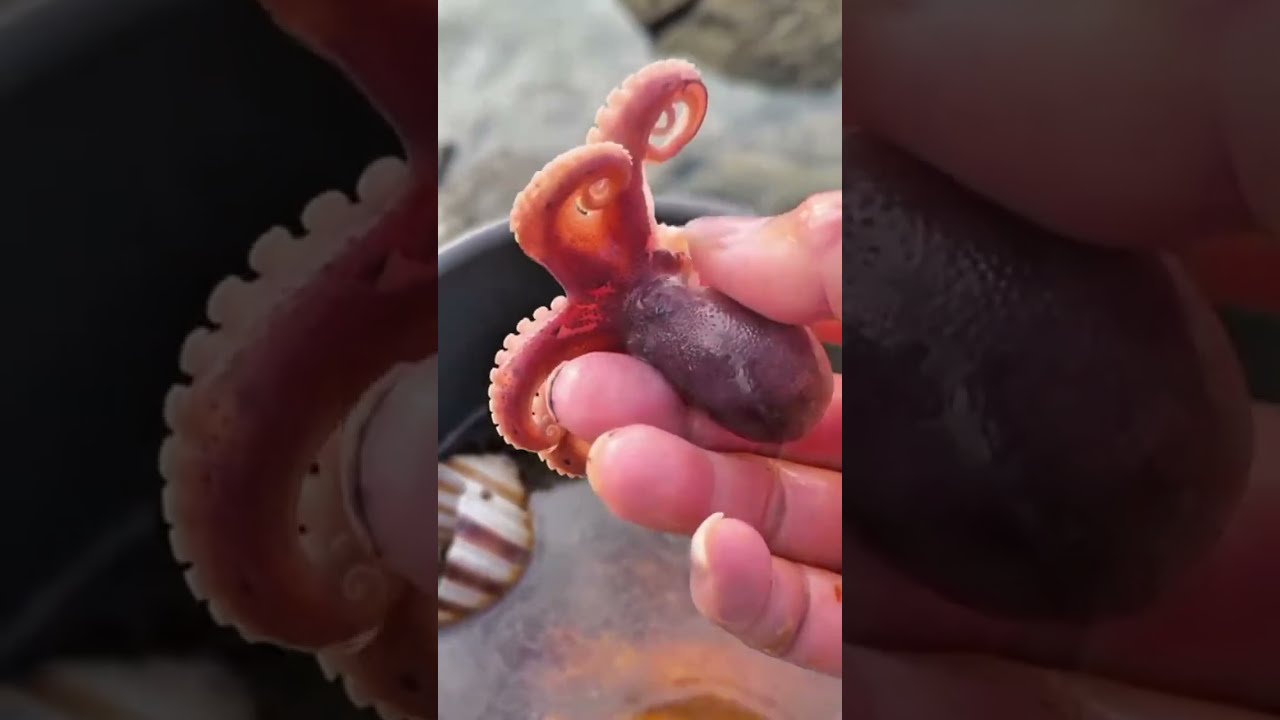 Let's explore Crab, Lobster, Snail and Fish by bait in the beach to cook and delicious