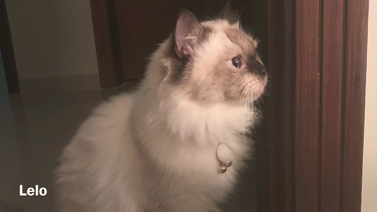 lelo & bruno | ليلو و برونو - good night !