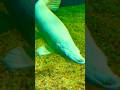White Alligator Fish