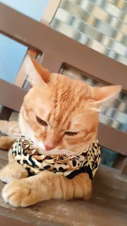 gantengnyaa🫰🫰🫰#fyp #shorts