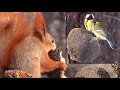 Голодные синицы и жадные белки || Hungry tits and greedy squirrels