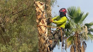 Tree topping ?