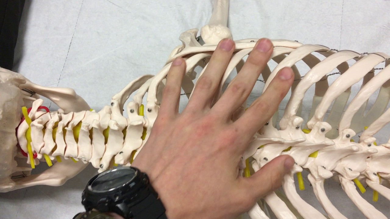 Costovertebral Joint & Rib Mobs YouTube