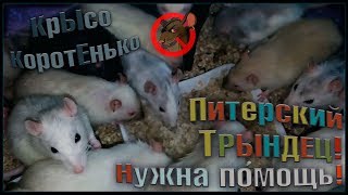 Спасено более 60 крыс, или ТРЫНДЕЦ в Питере! (Fancy Rats | Декоративные Крысы) Спасено более 60 крыс, или ТРЫНДЕЦ в Питере! (Fancy Rats | Декоративные Крысы)