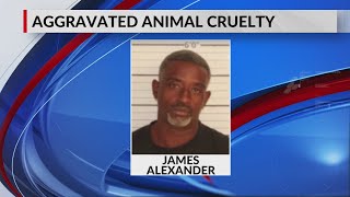 Man arrested after dead dog found in backyard