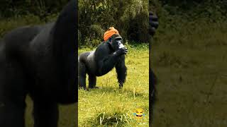 Gorilla singh 😂 #viral #viralvideo #viralreels #viralshort #dance #funny #gorilla #viraoshort #song