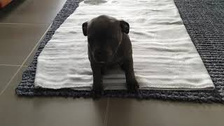 The Wake Up Wiggle - Holly The Blue Staffy by Holly The Blue Staffy 3,394 views 2 years ago 26 seconds