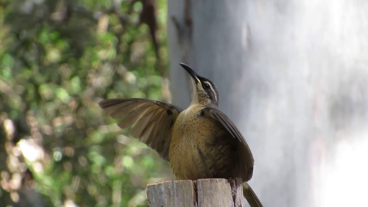 Victoria's Riflebird displaying near our cabin in the Atherton