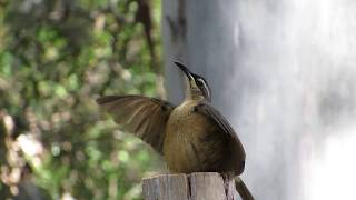 Victorias Riflebird displaying near our cabin in the Atherton Tablelands