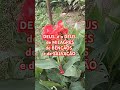 DEUS E O DEUS  DE MILAGRES DE BÊNÇÃOS  #viralshort #fe #deuscuidademim