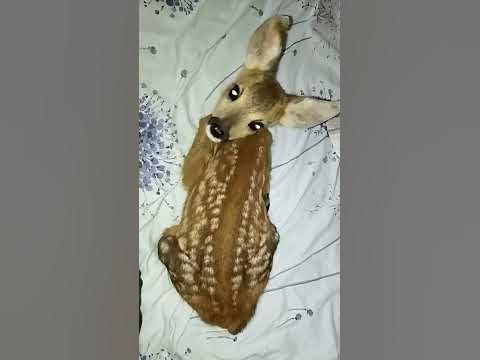 козулі закарпатя - YouTube