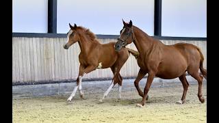 lot 04 - Filly, by two-time CSI4* 1.60m winner with Beezie Madden Chic Hin d’Hyrencourt,'s niece