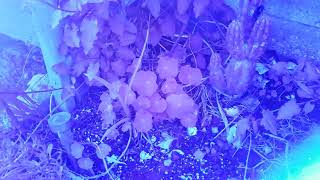 Garden Plants in Near-Infrared using Samsung S9 Camera 📷 and Dual-Bandpass Filter #shorts by Muon Ray 102 views 2 weeks ago 1 minute