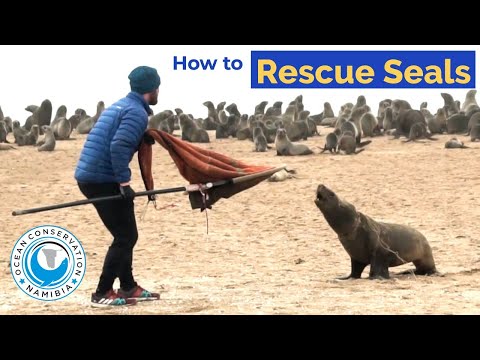 GIANT 100kg SEAL caught with rescue net