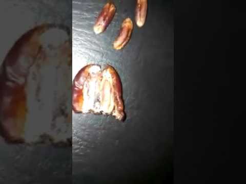 Watch out before you eat. Insects in dates. - YouTube