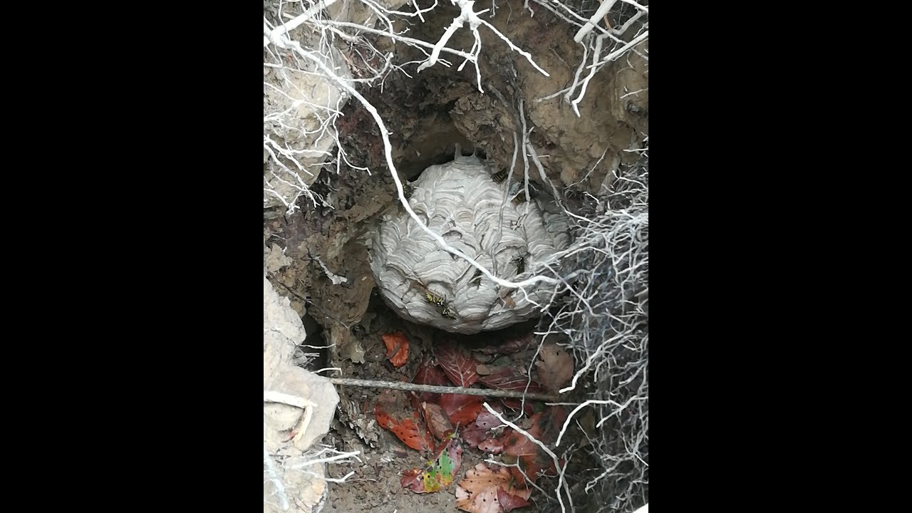 Funghi Porcini e Nido di Calabroni in tana di tasso - YouTube