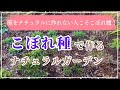 《誰でも簡単！ナチュラルガーデン》こぼれ種メリット・デメリット注意点／こぼれ種見つける・見分けるコツ／２月下旬こぼれ種チェック