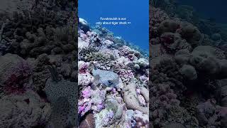 MARINE LIFE IN FUVAHMULAH