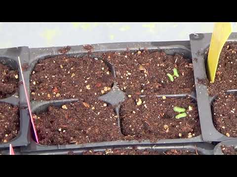 Video: Silver Princess Growing In Gardens - Consejos para plantar un eucalipto Silver Princess