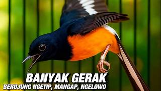 MURAI BATU TERPANTAU PUNYA KESIAPAN, TAPI KERJANYA KOK BEGINI