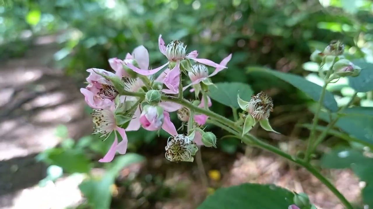 Shrubby Blackberry - Brameberry - Brambleberry - Wild Blackberry