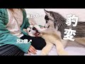 【子犬】家に来て二日目にしてビビりの弟が豹変しましたww