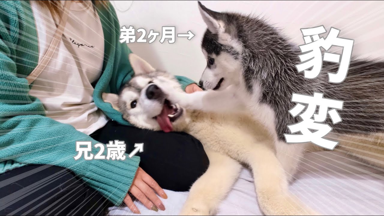 子犬】家に来て二日目にしてビビりの弟が豹変しましたww - YouTube