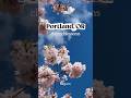 Portland Oregon Cherry Blossoms