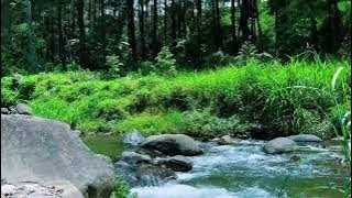 Serene River Flowing Through Green Forest | River Sounds and White Noise for Sleep and Stress Relief