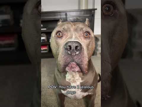 วีดีโอ: 12 รูปภาพของ VERY Jealous Dogs :)