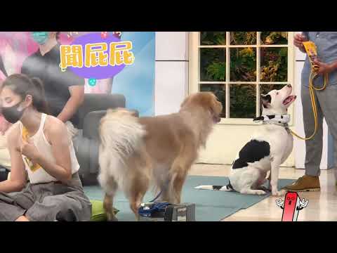 黃金獵犬/千萬不要讓狗狗不開心😂/鹿和訓犬學校