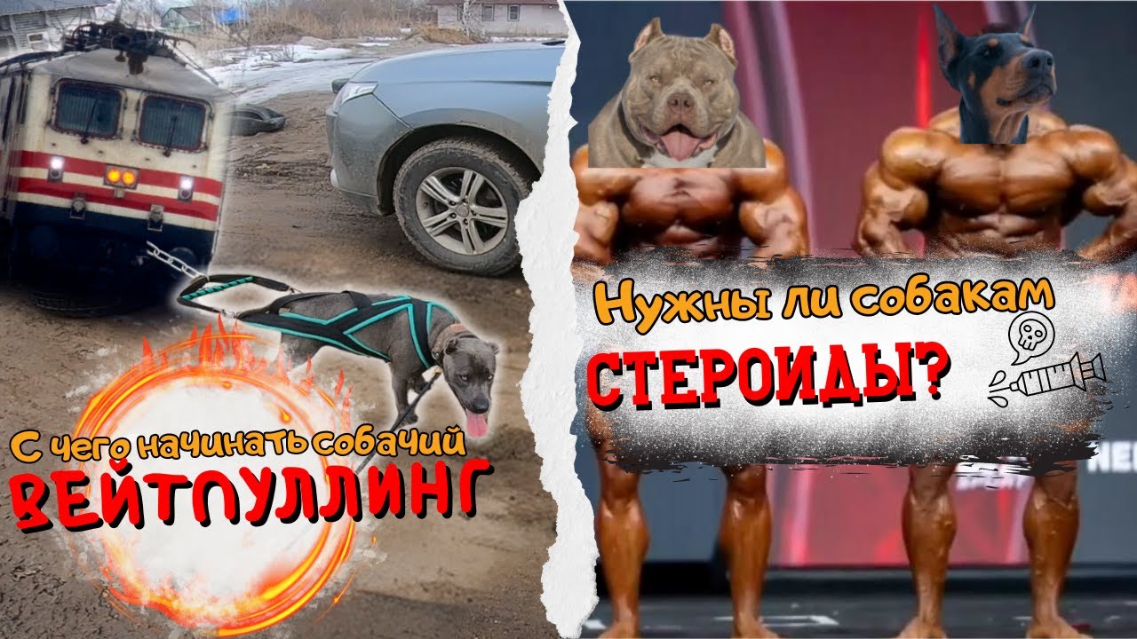 Вейтпуллинг для собак - с чего начинать? Как развить мычешную массу у ...