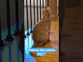Thinking or camera shy??😹 #lovecatsforever #lovefurbabies #lovepets