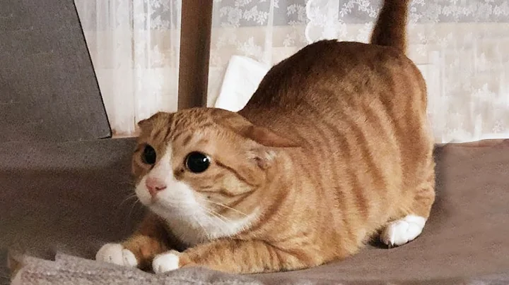 You Laugh, You Lose! 🤣 Funny Cat Videos 2025 😹 Part 26