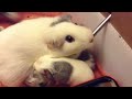 Middle of video