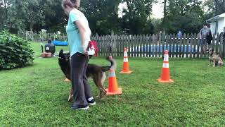 H360 Flatwork Lesson 3 Growing RZ with Jack the Shepinois 13 Months Old