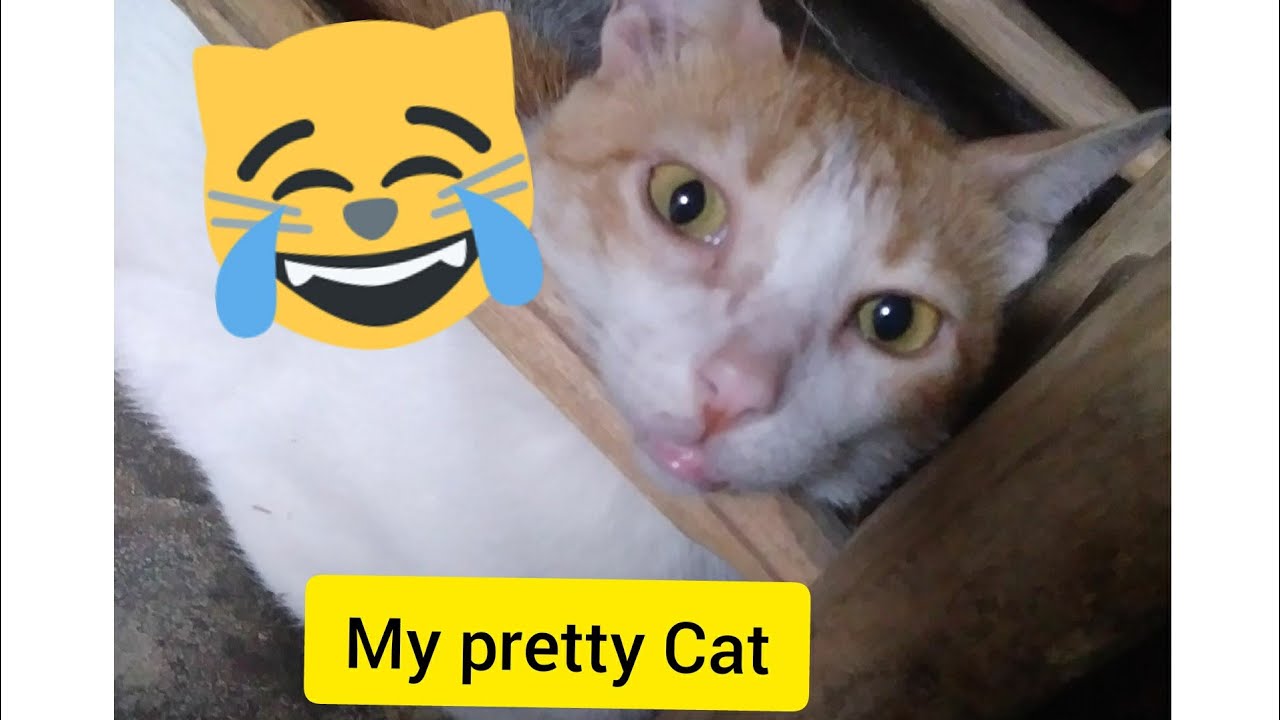 Funny Cat compilation #3 i like his eyes my cat every morning we play